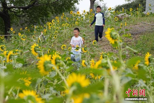 北京凉水河公园向日葵盛放引客来