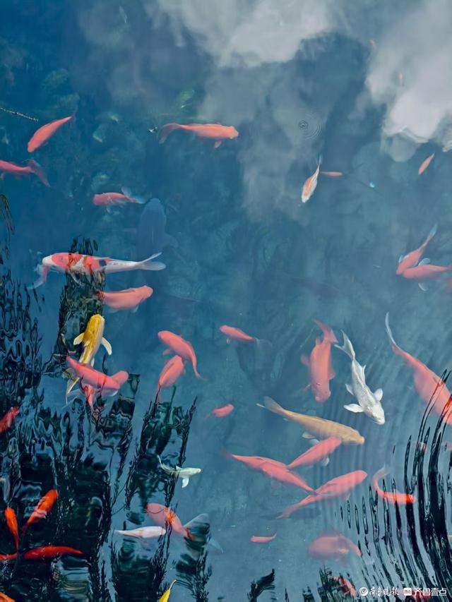 济南黑虎泉畔，夏日清凉感十足
