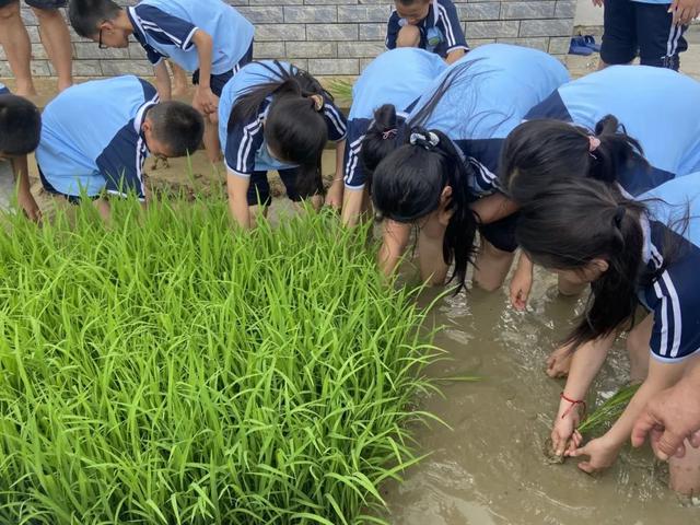 来三明岩前赴一场稻田之约吧！