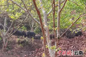 云南澜沧养殖户：林下杂交野猪养殖实现增收致富图片
