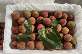 海南特早熟荔枝已少量上市图片