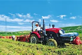 早熟马铃薯采收忙图片