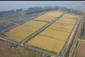 济宁市太白湖新区新闸村：蟹肥稻香 一地双收好“丰”景图片
