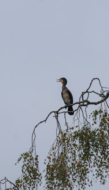 西安冬季观鸟指南 赴一场“飞羽之约”