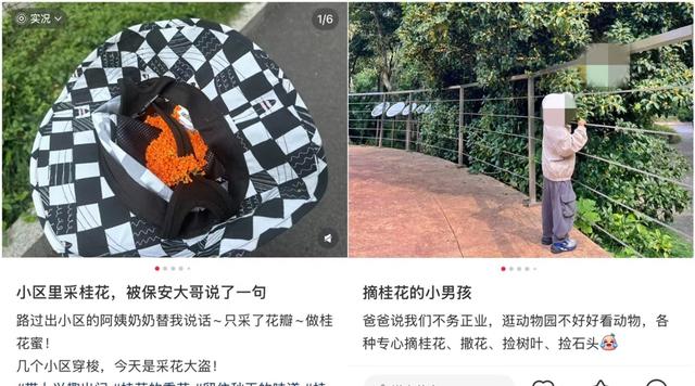 最新资讯-这两天，上海满城都是！万万不要随意吃(5)