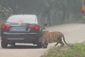 动物主题乐园自驾车辆遭老虎追咬 园区：有指挥车带队，车辆受损由园区投保修复图片