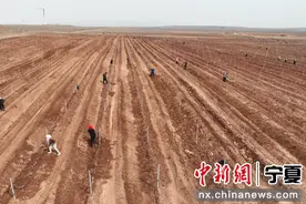 宁夏青铜峡15万亩酿酒葡萄展藤迎春光图片