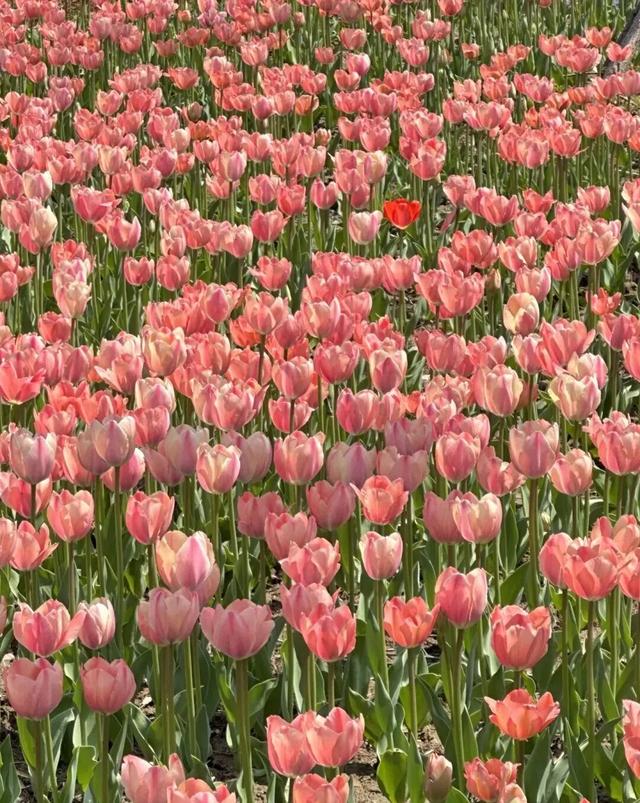 2026河南春季赏花地图来了