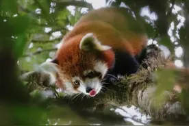 腾冲，在“生态+”模式下实现和谐发展图片