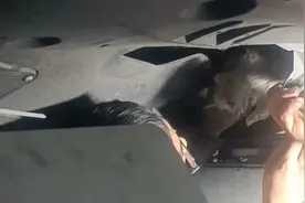 小猫被卡危在旦夕！黑龙江车主霸气喊话：拆车！图片