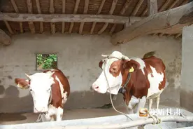 华亭砚峡乡：马玉成的“牛日子”图片