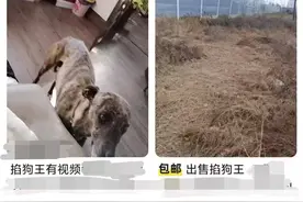 名为“掐狗”实为“虐狗”？二手交易平台现售卖“实战猎犬”帖子 律师称可能存在不良影响图片