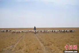 甘肃阿克塞牧区迎来春季“接羔育幼”图片