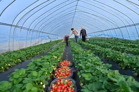 亳州市谯城区古城镇：“小草莓”撬动致富“大产业”图片