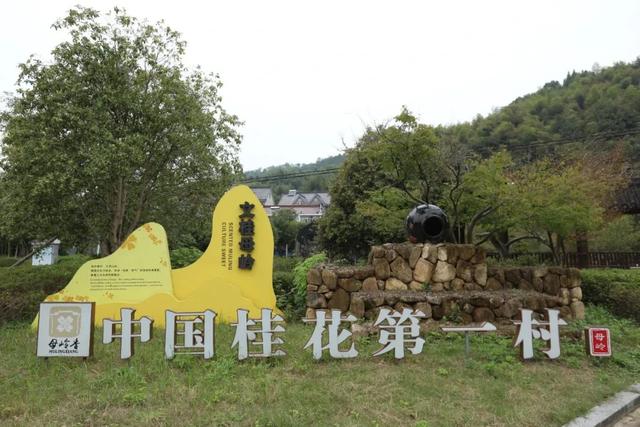 杭州满觉陇“人味”比“桂花味”儿更浓，盘点满觉陇平替赏桂好去处！
