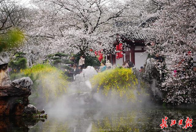 武汉樱花“打擂台”