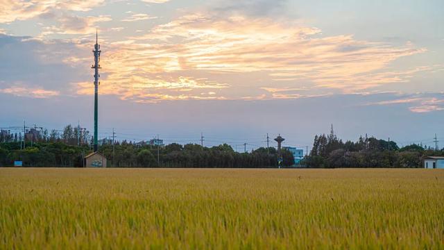 2025年宝山区丰收节暨“幸福宝山路 魅力乡村行”宝山职工徒步赛即将开赛！