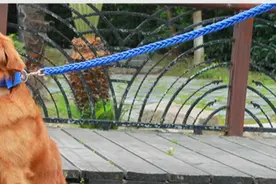 上海女子牵绳遛狗仍致路人惊吓受伤，被判赔19万！法官释疑图片