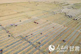 兰州新区：万亩高原夏菜开播图片