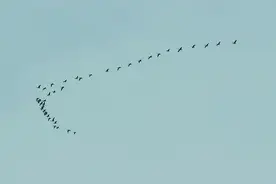 巢湖湿地大雁北飞 合肥将迎来候鸟“返程高峰”图片