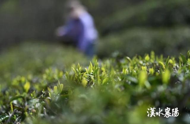 假期实况！此时此刻，襄阳