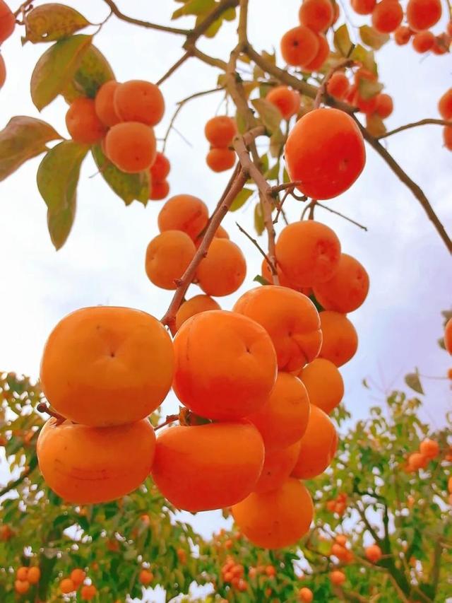 这座高铁站内，为啥众多旅客手拿树枝？