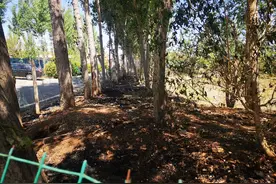 根本踩不灭！北京平谷一男子点燃杨柳絮致火灾被拘7天图片