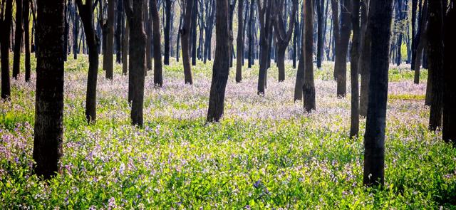 美翻了！将府公园“二月蓝”形成浪漫“京城蓝海”