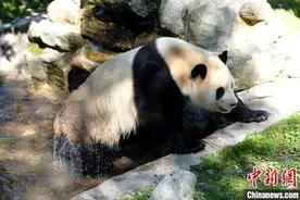 大熊猫“福宝”复展 采食及活动均正常图片