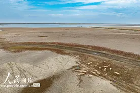 江苏东台：生态湿地麋鹿欢图片