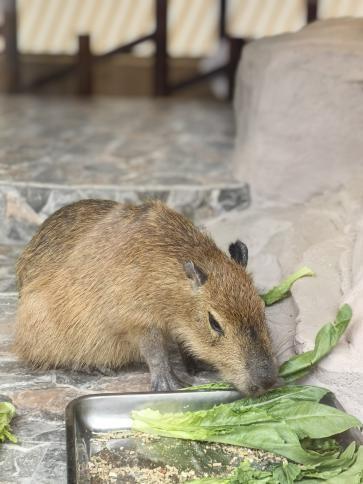 卡皮巴拉“萌萌”出逃！无锡太湖植物园发布寻豚启事！