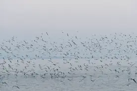 鄂州的水变了......图片