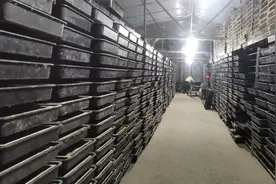 栾川县陶湾镇：黄粉虫成了“黄金虫”图片