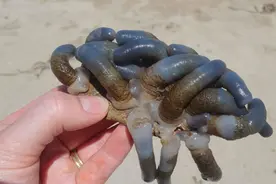 “外星人的头皮”？英媒：5岁男孩在澳大利亚海滩发现奇怪蓝色生物，有科学家称“从未见过”图片