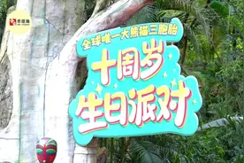 全球唯一大熊猫三胞胎10岁生日萌翻众人，香港游客：期待“国宝”再临香江图片