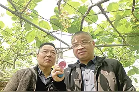 劳模蹲点授技 猕猴桃成了农户“致富果”图片