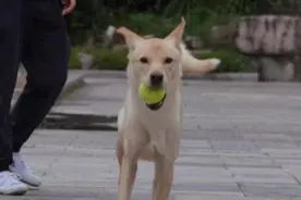 借小狗给剧组当群演一年多未还，还下落不明？制片人回应图片