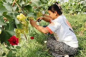 乡村振兴“新”面貌丨高甜预警！阳光玫瑰葡萄成熟上市图片