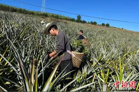 中缅边境云南耿马：“自然村长”为乡村振兴添动力图片