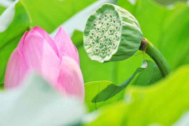大暑时节圆明园荷花盛放 蜻蜓水鸟共绘“清凉图卷”