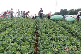 玉溪华宁：蔬菜采收忙 田间好“丰”景图片