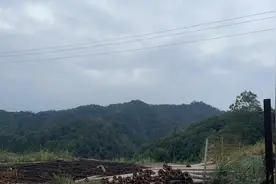 平江山里藏着价值6000亿元的黄金？当地村民：小时候去山上捡的石头里都有金图片