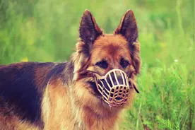 “成都2岁女童被恶犬咬伤”事件后，狗嘴套销量翻倍，“防爆冲”牵引绳热销图片