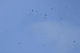 文化中国行丨辽宁大连蛇岛—老铁山：“万猛日”背后的变迁图片