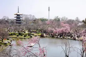 东湖评论：樱约武汉，荆楚大地春潮里的奔跑与绽放图片