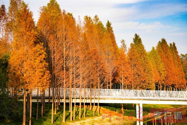 印象港区｜满目金黄，是秋写给冬的告白