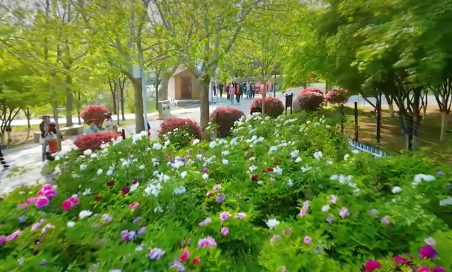 免费！邹城这里的牡丹开好了！