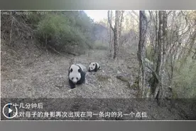 野生秦岭大熊猫“带娃巡山”图片