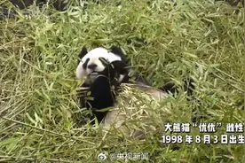大熊猫“优优”经连续抢救无效死亡图片