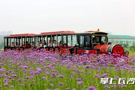 洋湖湿地公园百亩马鞭草花开正艳 演绎初夏浪漫尽显生态之美图片